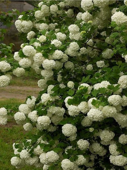 Saksılı Kartopu Çiçeği Fidanı 40-60 Cm Viburnum