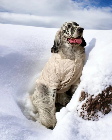 Cream Comfly Köpek Montu, Orta ve Büyük Irklar için - 4