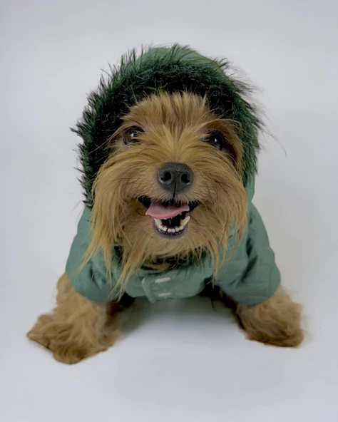 Green Comfy Köpek Montu, Köpek Ceketi, Köpek Dış Giyim - 2
