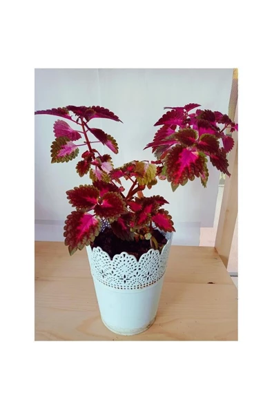 Yaprak Güzeli Coleus Bitkisi Kolyos 10-20 Cm