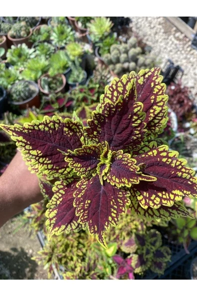 Yaprağı Güzel Yaprak Güzeli Özel Renk 10-20 Cm ürün görseli