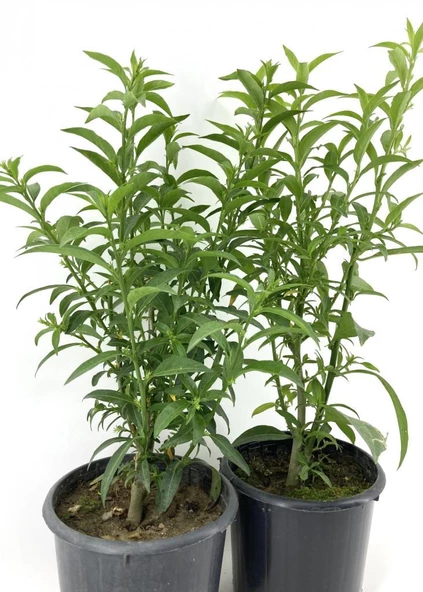 Kolonya Limon Çiçeği Akşam Gece Sefası Melisa 2 Adet 20-40 Cm ürün görseli