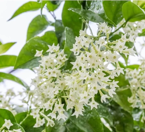 Kolonya Limon Çiçeği Akşam Gece Sefası Melisa 2 Adet 20-40 Cm - Resim 3