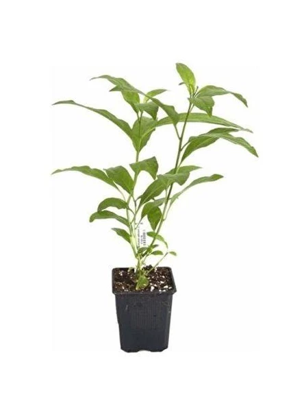 Kolonya Limon Çiçeği Akşam Gece Sefası Melisa 2 Adet 20-40 Cm - Resim 2