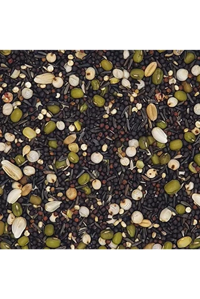 Verselelaga Kanarya Çimlendirme Tohumu 20 kg - 2