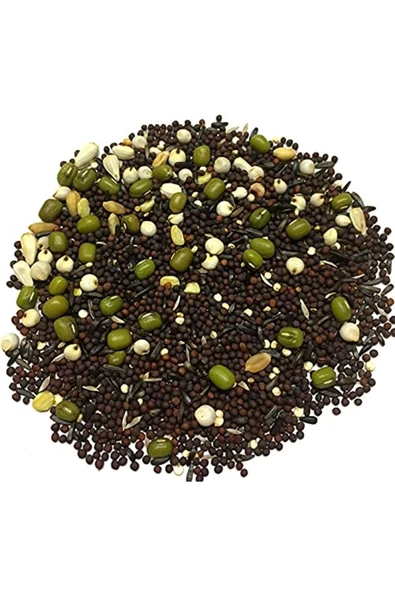 Verselelaga Kanarya Çimlendirme Tohumu 20 kg - 3