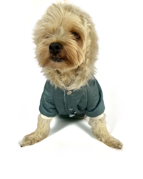 Poof Green Köpek Montu, Köpek Ceketi, Köpek Dış Giyim - 12