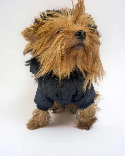 Luxy Black Köpek Montu, Köpek Ceketi, Köpek Dış Giyim - 8