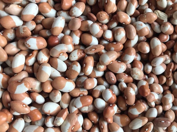 YERLİ İSTANBUL BONCUK AYŞE SIRIK FASULYE TOHUMU 500 GR ürün görseli 1