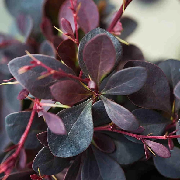 Berberis Fidanı Kadın Hanı Tuzluğu Berberis Thunbergi Attro