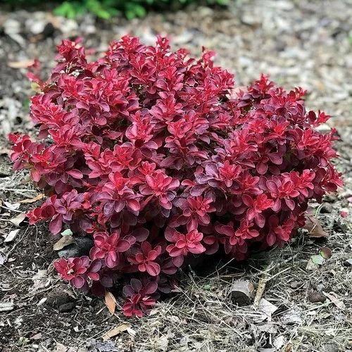 Saksılı Kadın Tuzluğu Berberis Fidanı 20-40 Cm ürün görseli