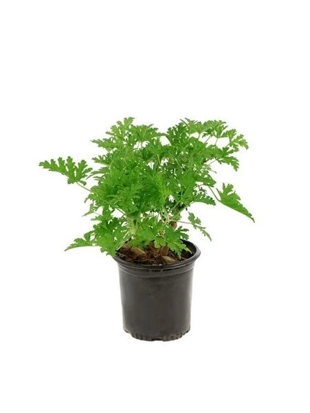 Saksılı Kekik Itır İkili Set 10-20 Cm