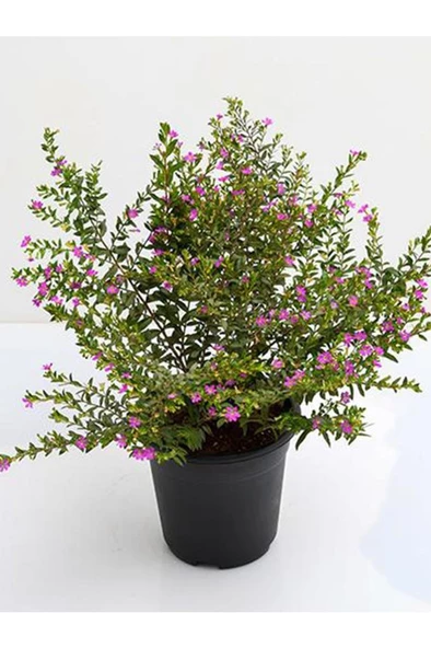 Kufeya Cennet Çiçeği Cuphea Hyssopifolia 10-20 Cm Saksılı Mor Pembe - Resim 2