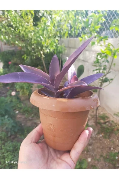 Karasevda Mor Telegraf Çiçeği 10-20 Cm