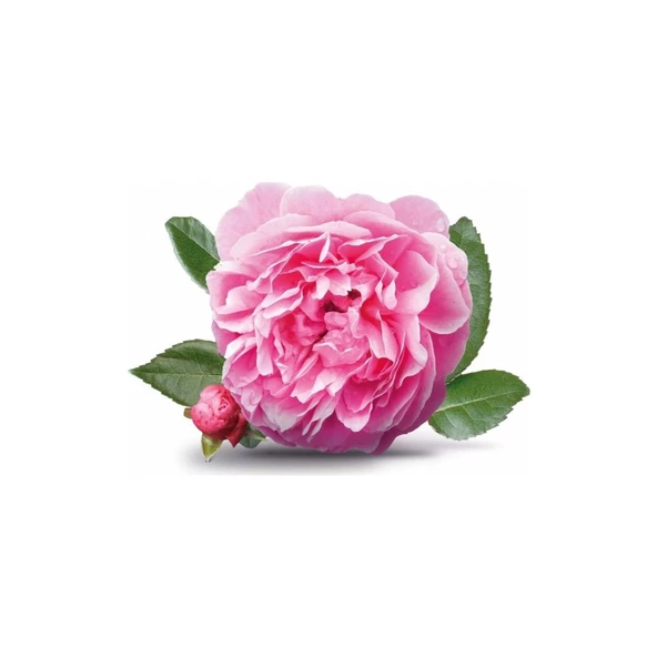 Tüplü Yöresel Isparta Gülü Fidanı Yaprakları Reçel Yapılabilir ürün görseli