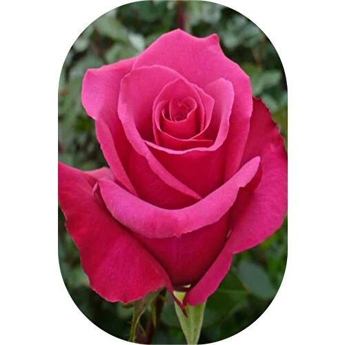 Gül Fidanı Pembe Kokulu Yediveren 10-30 Cm