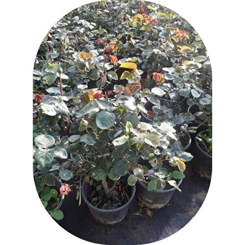 Sarı Yediveren Gül Fidanı 10-30 Cm - Resim 2