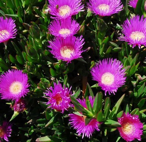 Kaz Ayağı Çiçeği 1 Adet Carpobrotus Acinaciformis - 1
