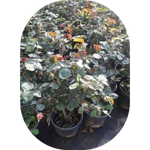 Lila Gül Fidanı Kokulu Yediveren 10-30 Cm - Resim 3