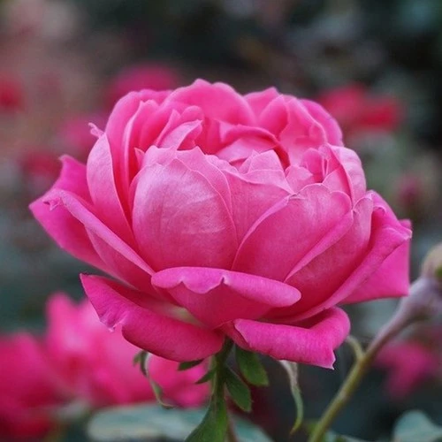 Tüplü GülSuyu Yapılabilen Pembe Gül Fidanı 10-20 Cm ürün görseli