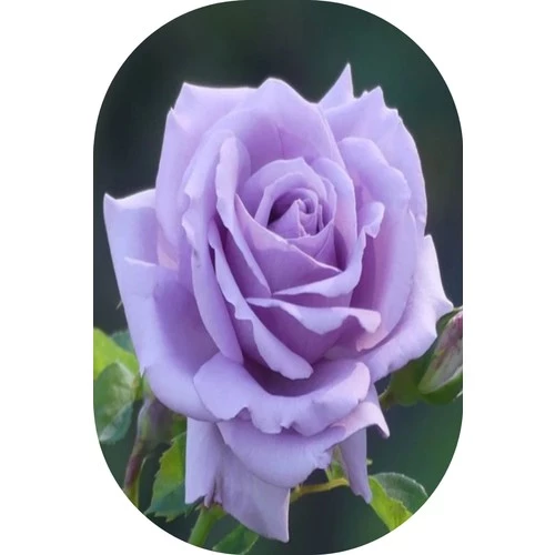 Lila Gül Fidanı Kokulu Yediveren 10-30 Cm ürün görseli