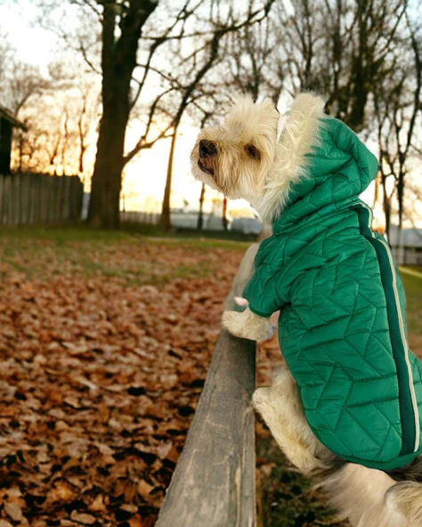 Luxy Green Köpek Montu, Köpek Ceketi, Köpek Dış Giyim - 2