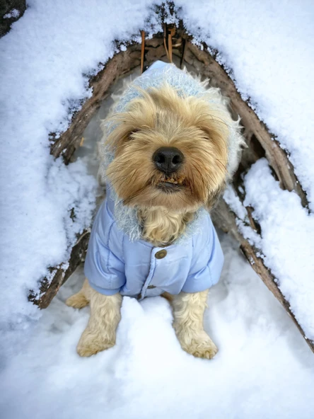 Baby Blue Comfy Köpek Montu, Köpek Ceketi, Köpek Dış Giyim - 10