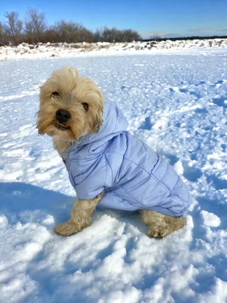 Baby Blue Comfy Köpek Montu, Köpek Ceketi, Köpek Dış Giyim - 7