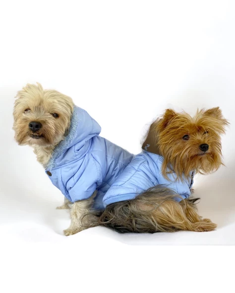 Baby Blue Comfy Köpek Montu, Köpek Ceketi, Köpek Dış Giyim - 2