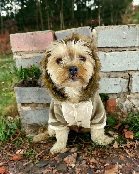 Kamuflaj Comfy Köpek Montu, Köpek Ceketi, Köpek Dış Giyim - 11