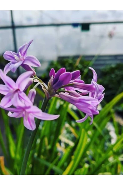 Sosyete Sarımsağı (tulbaghia Violacea) Çiçeği - 3