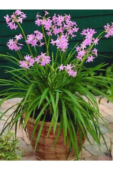 Sosyete Sarımsağı (tulbaghia Violacea) Çiçeği - 1
