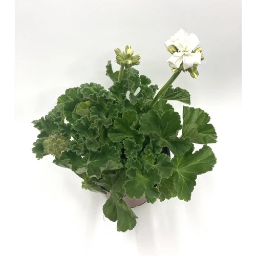 Beyaz Sardunya Çiçeği Fidanı 5-15 Cm - 2