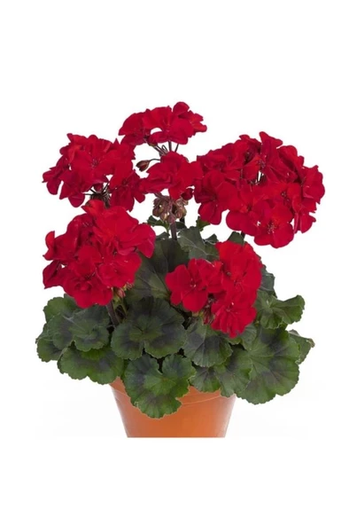 Saksılı Sardunya Çiçeği Kırmızı 10-20 cm ürün görseli