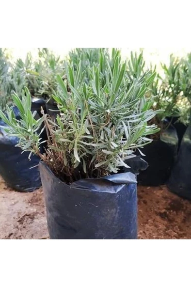 Kabristan Mezarlık Için 5 Li Bitki Fidan Çiçek Seti - 2