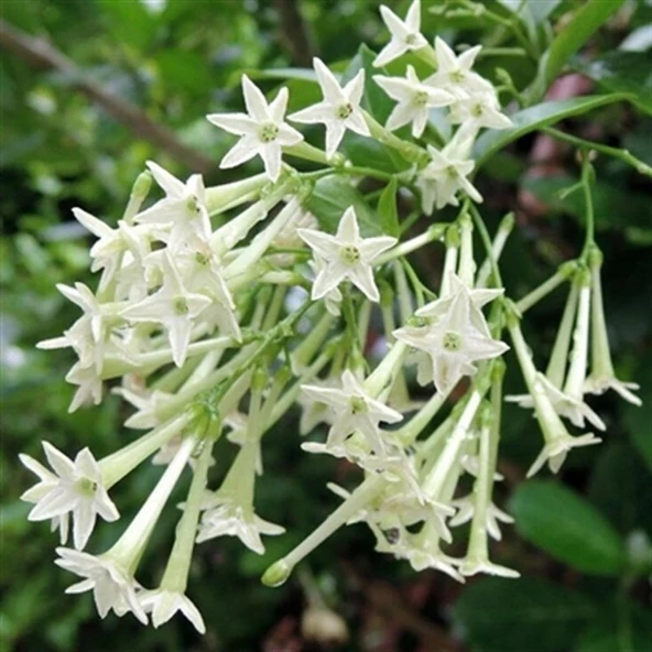 Akşam Sefası Melisa Fidanı Saksıda Yoğun Kokulu