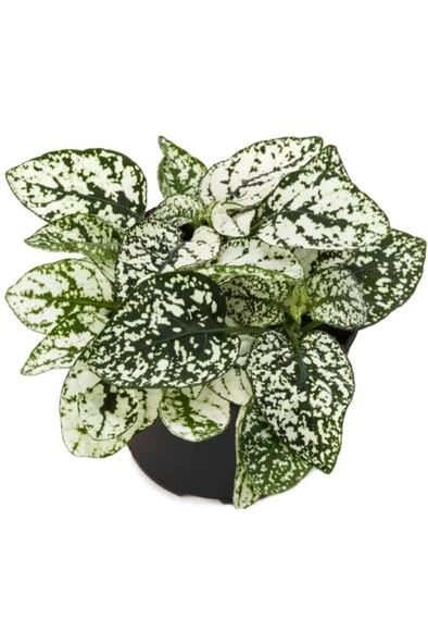 Hostes Çiçeği Hypoestes Çilli Yaprak Çiçeği 3 Adet - Resim 4