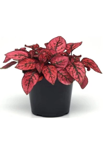 Hostes Çiçeği Hypoestes Çilli Yaprak Çiçeği 3 Adet - Resim 3