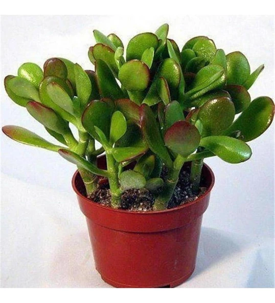 Crassula Ovata Para Çiçeği 10 Cm