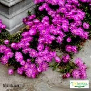 Yer Örtücü Acem Halısı Fidanı 10-15 Cm Drosanthemum Floribundum