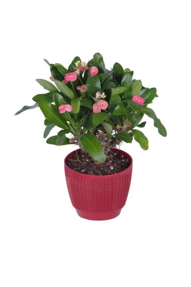Ebruli Kırmızı Dikenler Tacı Euphorbia Milii 10-20 cm ürün görseli