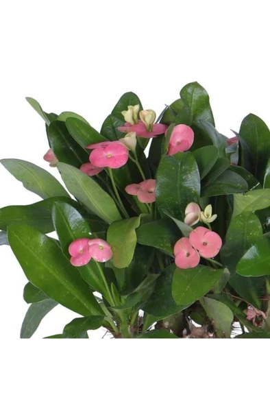Ebruli Kırmızı Dikenler Tacı Euphorbia Milii 10-20 cm - Resim 2