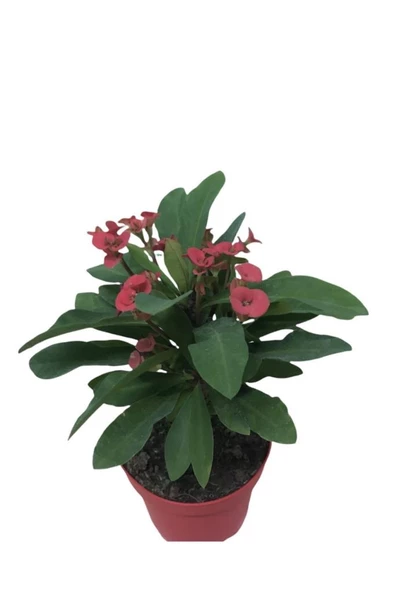 Ebruli Dikenler Tacı 10-20 cm Japon Iğnesi Euphorbia Milii