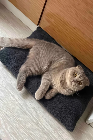 Patiderm Peluş Kedi ve Köpek Yatağı Yer Minderi - Karışık Renk - 2
