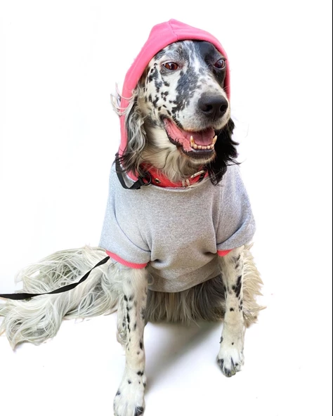 Pocket Rainbow Sweatshirt Orta ve Büyük Irklar İçin - 4