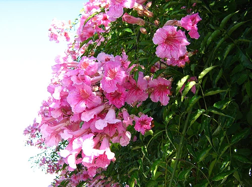 Campsis Radicans Acem Borusu Pembe 20-40 cm