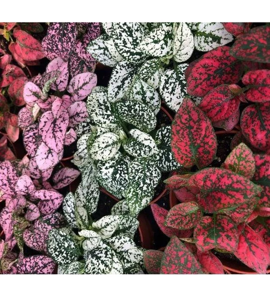 Pembe Fittonia Hostes Çiçeği