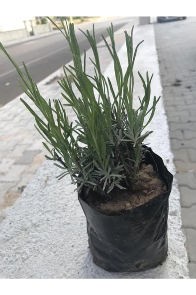 Ekonomik Boy Lavanta Fidanı 5 Adet 15-25 Cm Intermedia