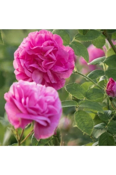 Kokulu Reçellik Yediveren Isparta Gülü Fidanı ürün görseli