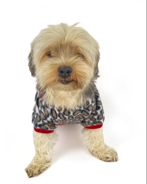 Animal Leo Print Sweat Red Sweat Köpek Kazağı Köpek Poları - 11